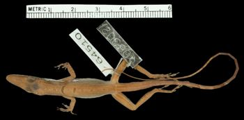 Media type: image;   Herpetology R-64510
